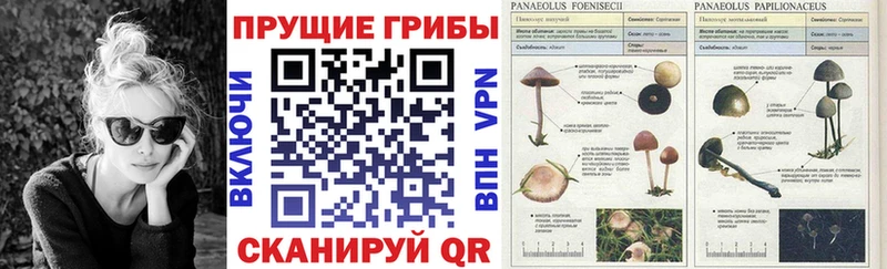 мега как зайти  Санкт-Петербург  Галлюциногенные грибы мухоморы 